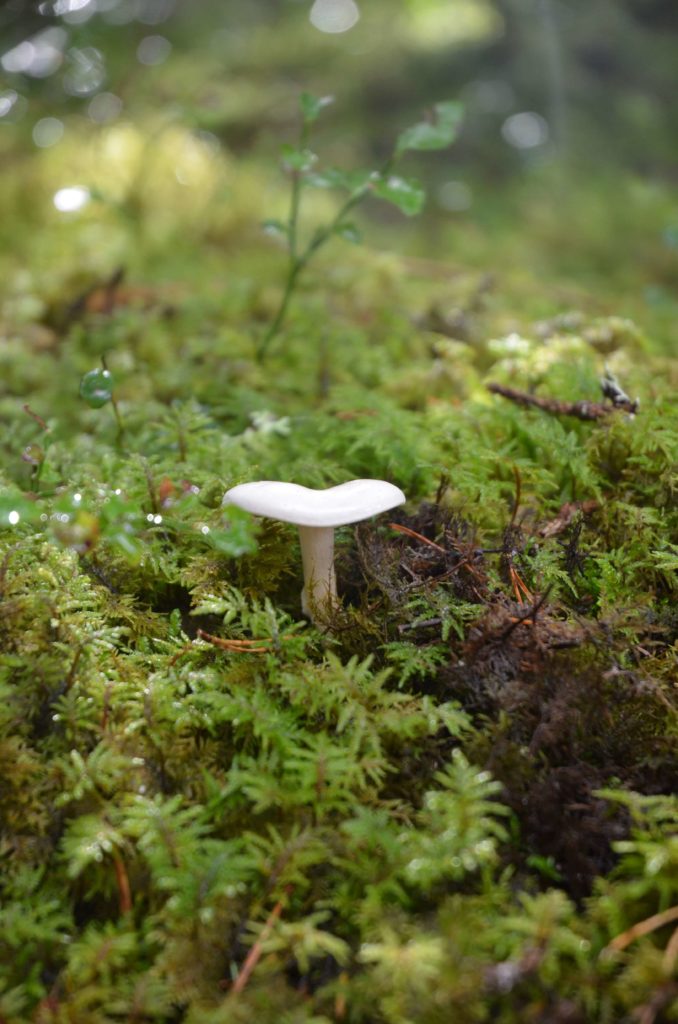 Pilz Estland Natura 2000 Europablog BridgingMoments