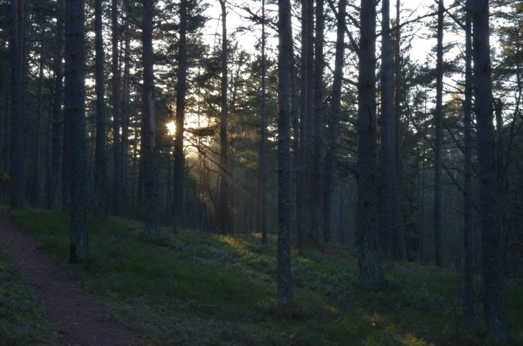 Wald Estland Natura 2000 Europablog BridgingMoments